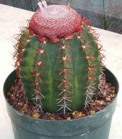 melocactus_concinnus